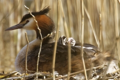 Great Crested Grebe on Nest with Three little Chicks