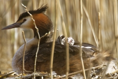 Great Crested Grebe on Nest with Three little Chicks