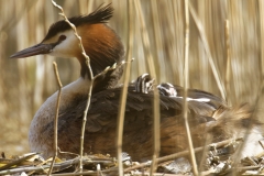 Great Crested Grebe on Nest with Three little Chicks