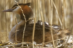 Great Crested Grebe on Nest with Three little Chicks