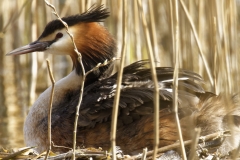 Great Crested Grebe on Nest with Three little Chicks