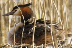 Great Crested Grebe on Nest with Three little Chicks