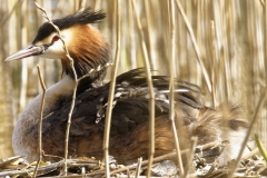 Great Crested Grebe on Nest with Three little Chicks