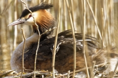 Great Crested Grebe on Nest with Three little Chicks