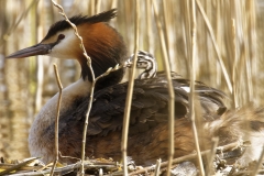 Great Crested Grebe on Nest with Three little Chicks