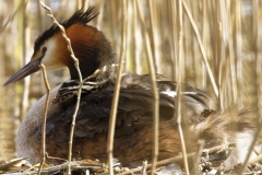 Great Crested Grebe on Nest with Three little Chicks