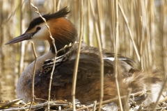 Great Crested Grebe on Nest with Three little Chicks