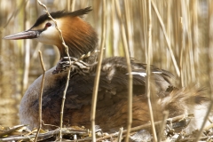 Great Crested Grebe on Nest with Three little Chicks