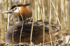 Great Crested Grebe on Nest with Three little Chicks