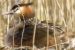 Great Crested Grebe on Nest with Three little Chicks