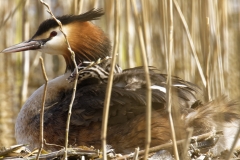 Great Crested Grebe on Nest with Three little Chicks