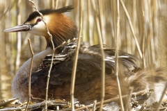 Great Crested Grebe on Nest with Three little Chicks