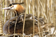 Great Crested Grebe on Nest with Three little Chicks one falls out