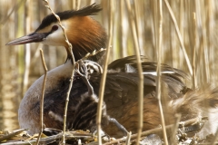 Great Crested Grebe on Nest with Three little Chicks one falls out