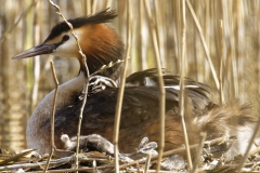 Great Crested Grebe on Nest with Three little Chicks one fallen out