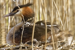 Great Crested Grebe on Nest with Three little Chicks one fallen out