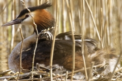 Great Crested Grebe on Nest with Three little Chicks one fallen out