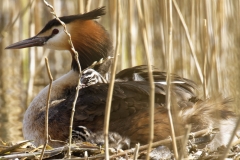 Great Crested Grebe on Nest with Three little Chicks one fallen out