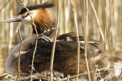 Great Crested Grebe on Nest with Three little Chicks one fallen out