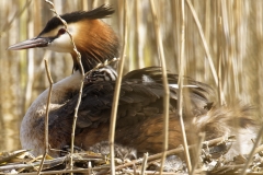 Great Crested Grebe on Nest with Three little Chicks one fallen out