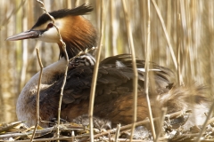 Great Crested Grebe on Nest with Three little Chicks one fallen out