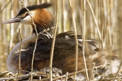 Great Crested Grebe on Nest with Three little Chicks one fallen out