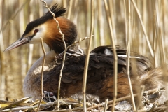 Great Crested Grebe on Nest with Three little Chicks one fallen out