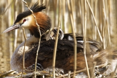 Great Crested Grebe on Nest with Three little Chicks one fallen out