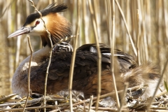 Great Crested Grebe on Nest with Three little Chicks one fallen out