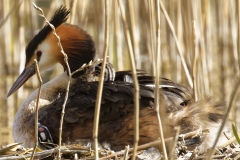 Great Crested Grebe on Nest with Three little Chicks one fallen out