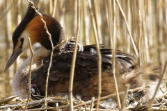 Great Crested Grebe on Nest with Three little Chicks one fallen out