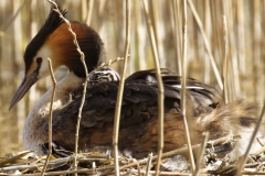 Great Crested Grebe on Nest with Three little Chicks one fallen out