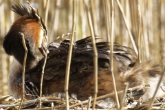 Great Crested Grebe on Nest with Three little Chicks one fallen out