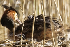 Great Crested Grebe on Nest with Three little Chicks one fallen out