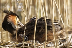 Great Crested Grebe on Nest with Three little Chicks one fallen out