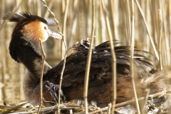 Great Crested Grebe on Nest with Three little Chicks one fallen out