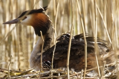 Great Crested Grebe on Nest with Three little Chicks one fallen out