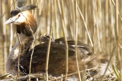 Great Crested Grebe on Nest with Three little Chicks one fallen out