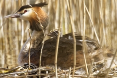 Great Crested Grebe on Nest with Three little Chicks one fallen out