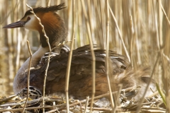 Great Crested Grebe on Nest with Three little Chicks one fallen out