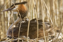 Great Crested Grebe on Nest with Three little Chicks one fallen out