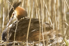 Great Crested Grebe on Nest with Three little Chicks one Climbing back