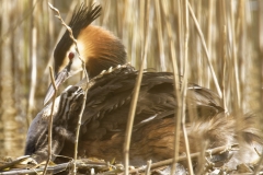 Great Crested Grebe on Nest with Three little Chicks one Climbing back