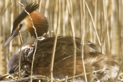 Great Crested Grebe on Nest with Three little Chicks one Climbing back