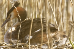 Great Crested Grebe on Nest with Three little Chicks one Climbing back