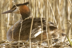 Great Crested Grebe on Nest with Three little Chicks one Climbing back