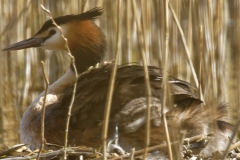 Great Crested Grebe on Nest with Three little Chicks one Climbing back