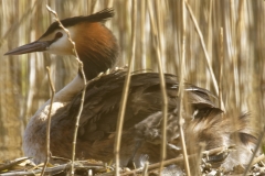 Great Crested Grebe on Nest with Three little Chicks one Climbing back