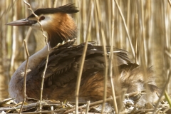 Great Crested Grebe on Nest with Three little Chicks