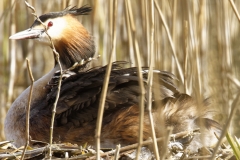 Great Crested Grebe on Nest with Three little Chicks